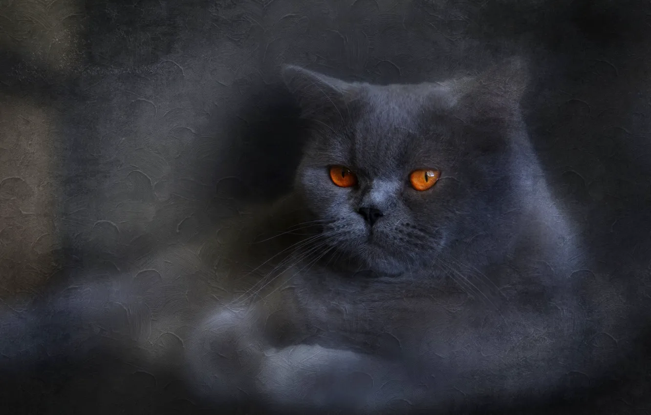 Photo wallpaper cat, cat, face, the dark background, grey, treatment, texture, lies