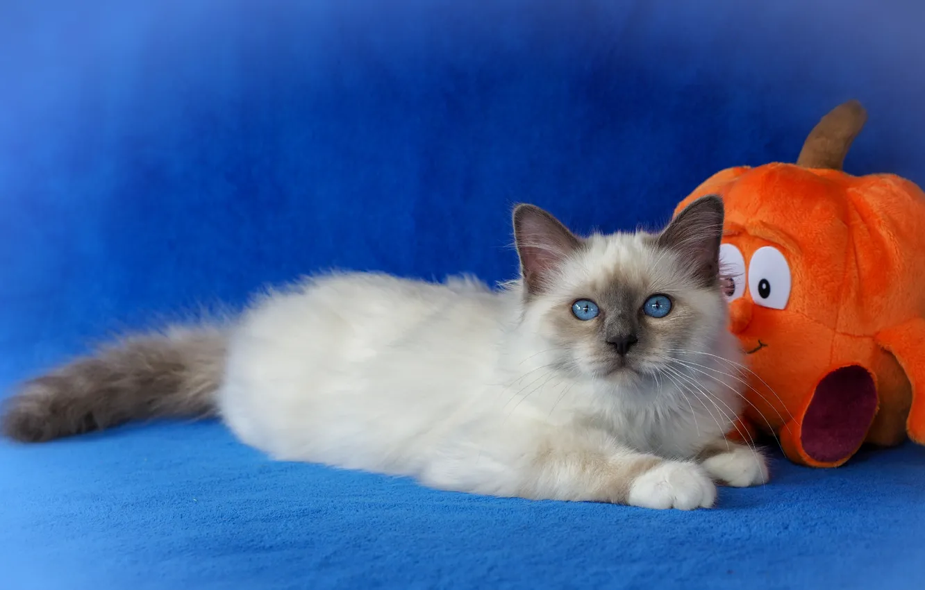 Photo wallpaper look, orange, pose, toy, muzzle, fabric, lies, pumpkin