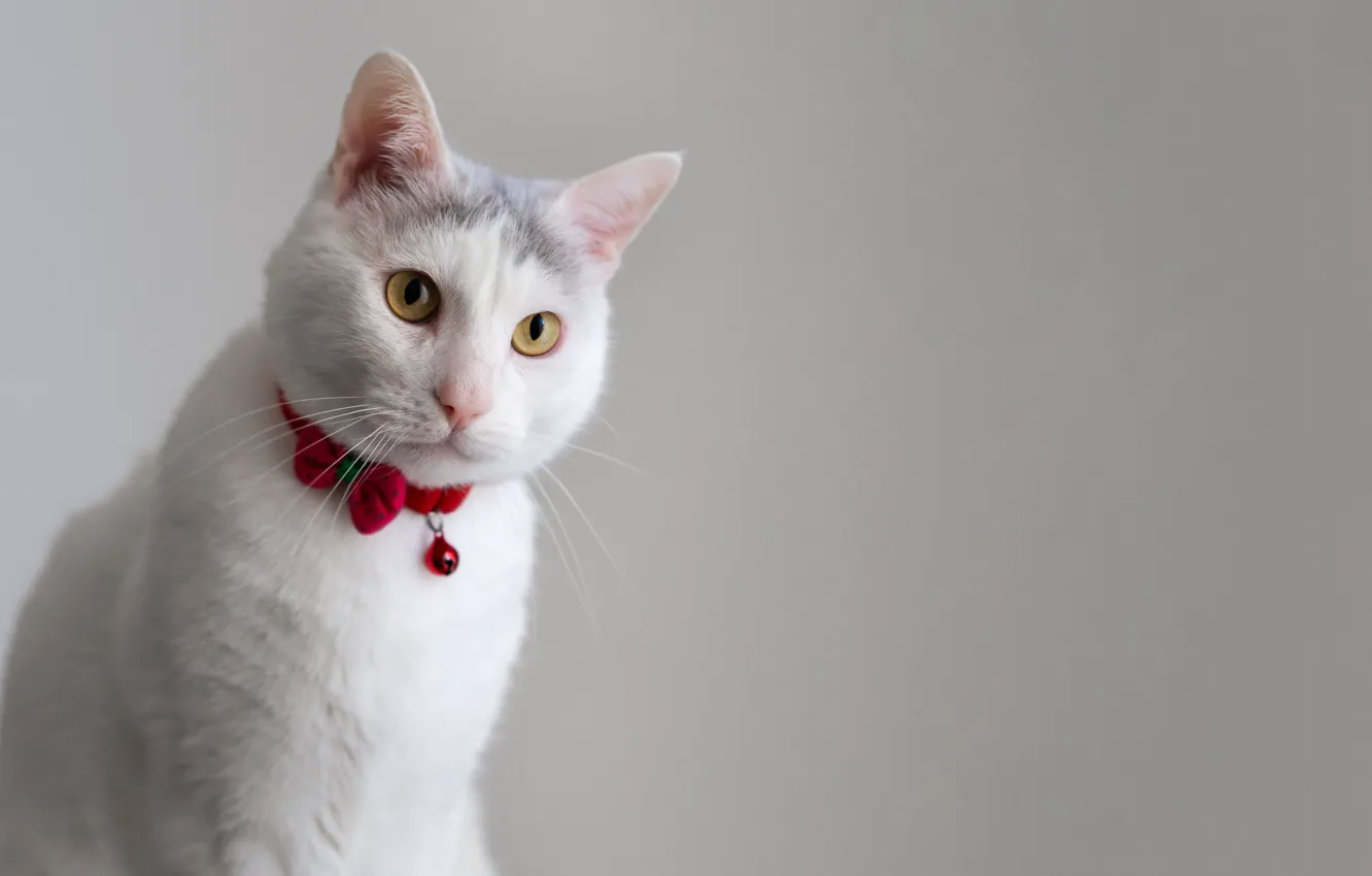 Photo wallpaper white, cat, look, muzzle