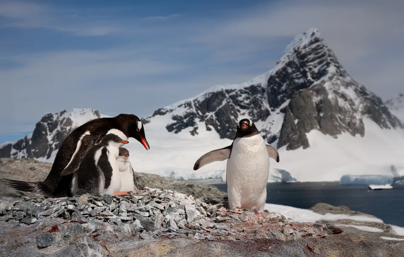 Photo wallpaper Penguins, three, cold