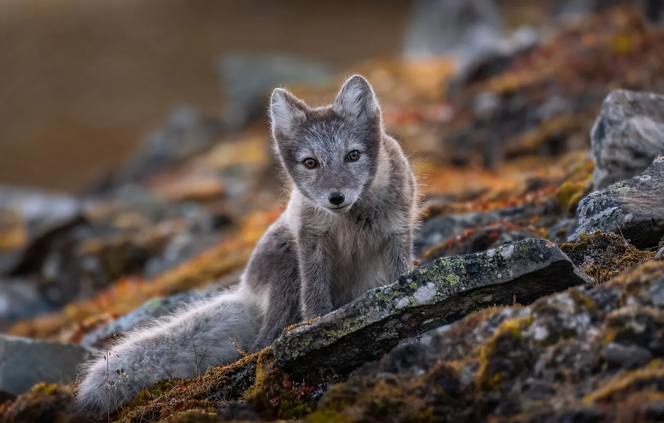Photo wallpaper look, nature, face, sitting, Fox