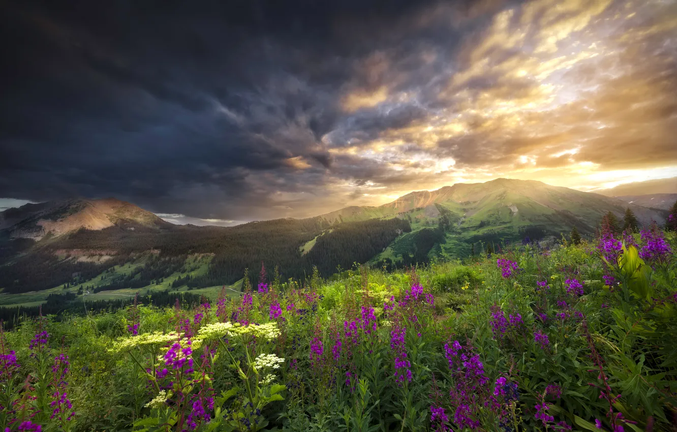 Photo wallpaper field, the sky, flowers, mountains, meadow, Ivan-tea
