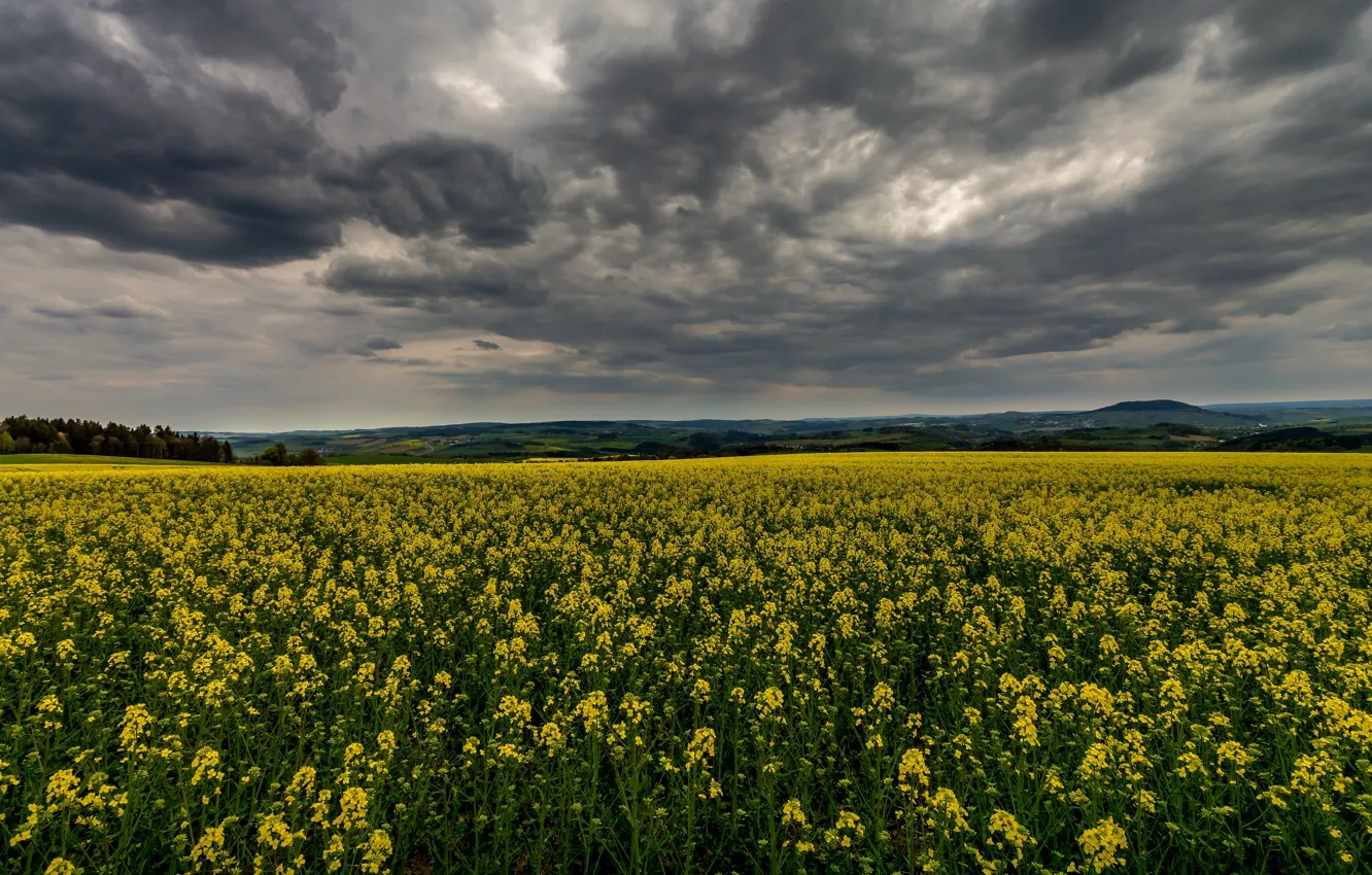 Photo wallpaper field, summer, clouds, flowers, yellow, rape, gloomy sky, rapeseed field