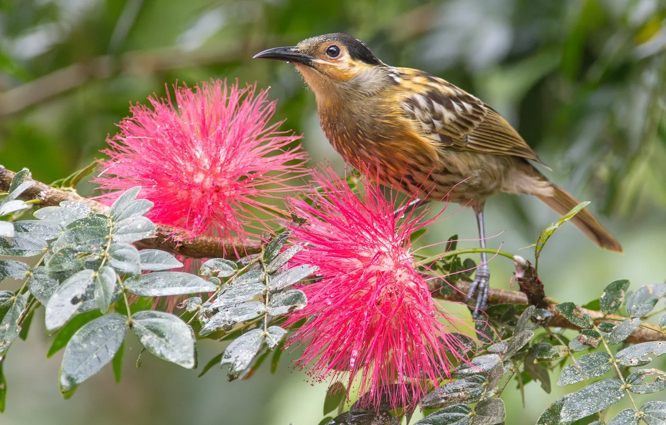 Photo wallpaper flowers, bird, acacia