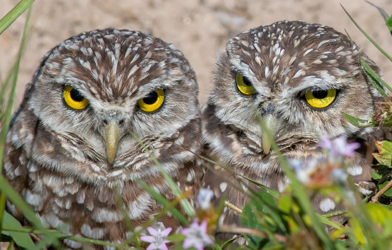 Photo wallpaper owl, bird, pair, owl