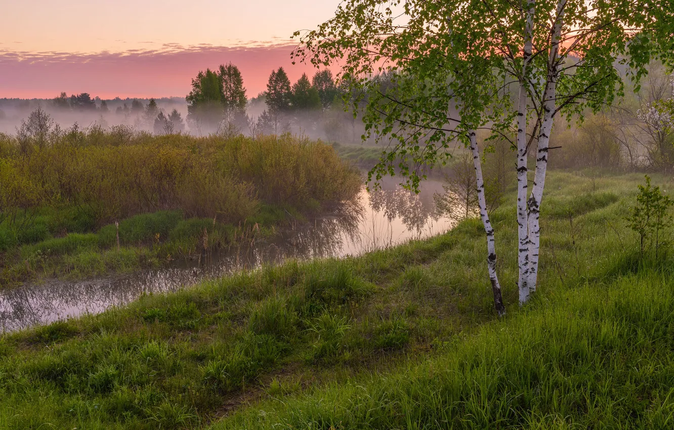 Photo wallpaper grass, trees, landscape, nature, fog, morning, birch, the bushes