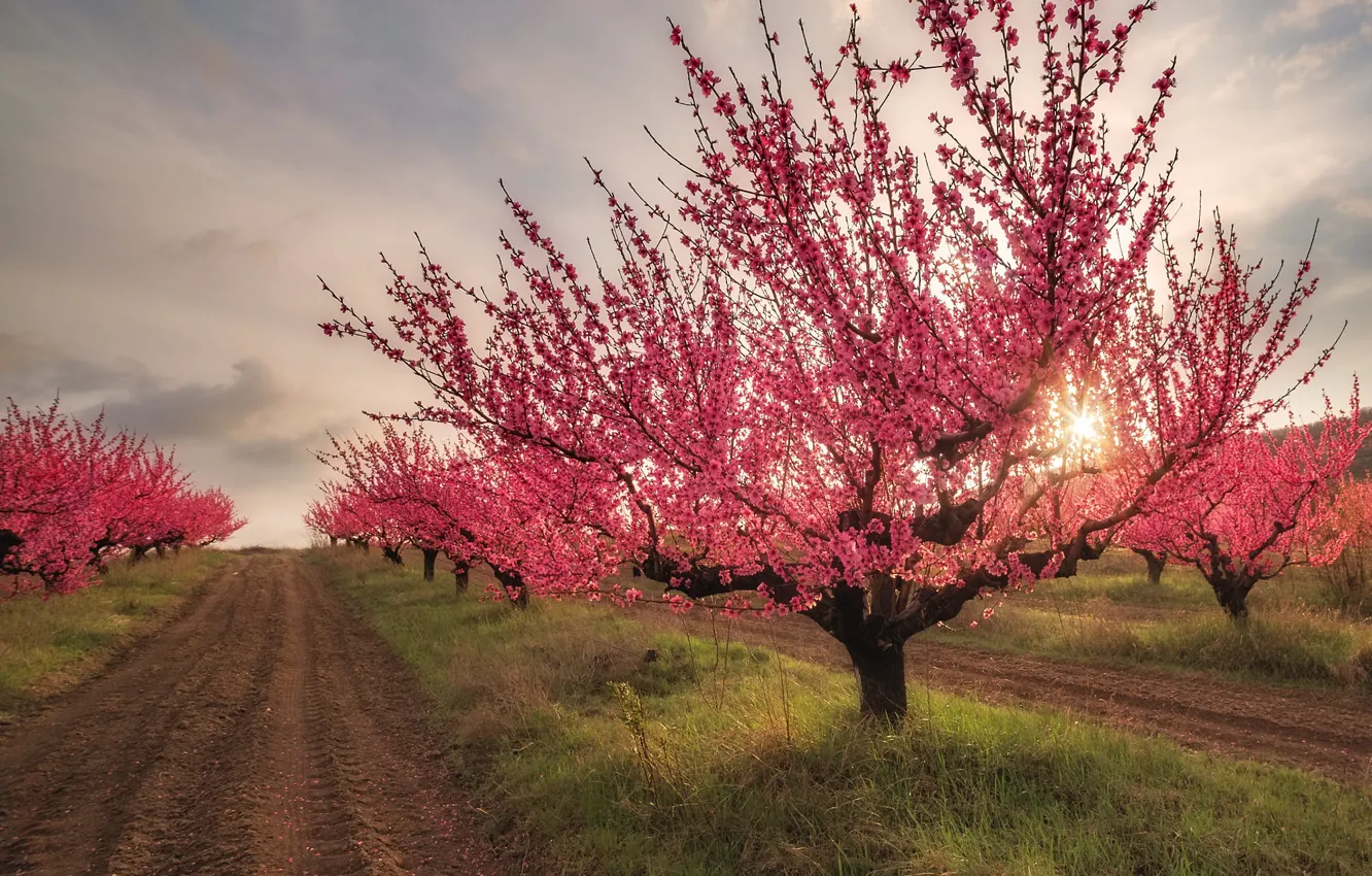 Photo wallpaper road, field, trees, Sakura, flowering
