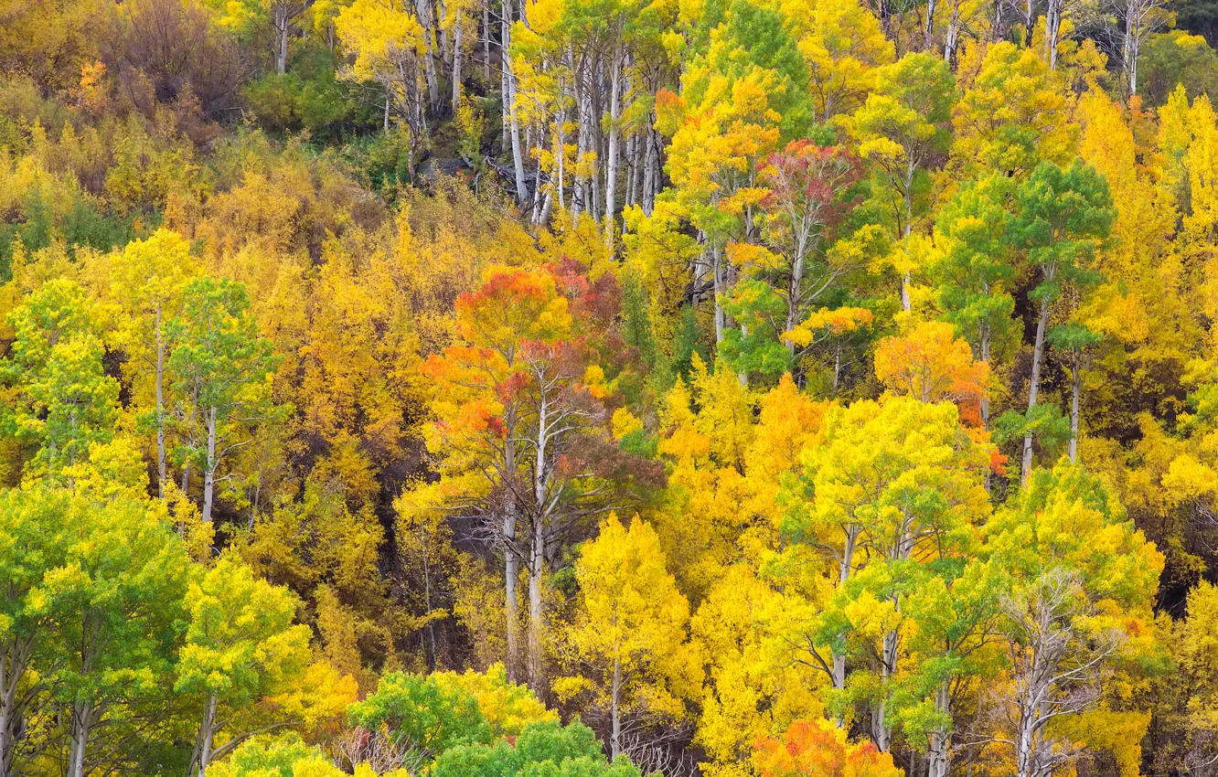 Photo wallpaper autumn, forest, leaves, trees, paint, slope, grove, aspen