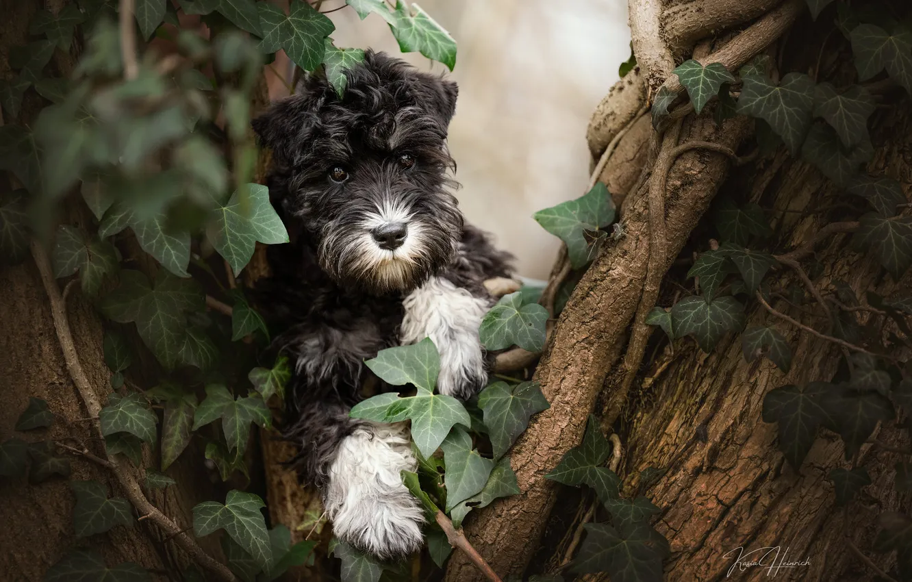 Photo wallpaper tree, dog, ivy