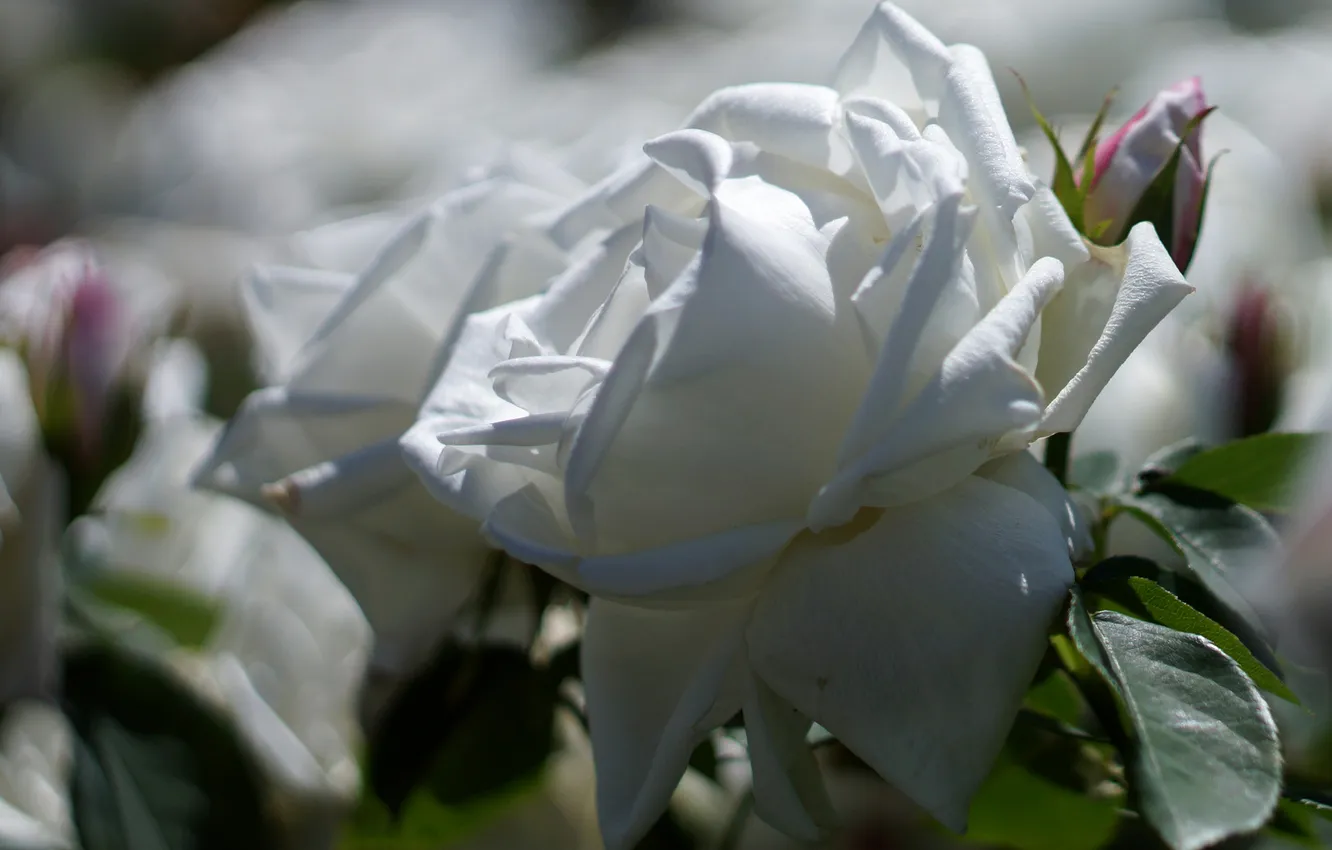 Photo wallpaper white, leaves, macro, light, flowers, roses, buds
