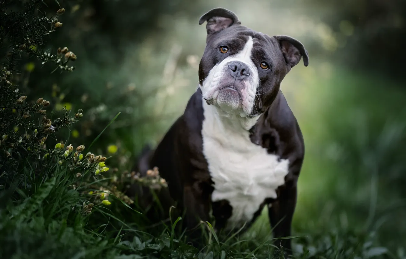 Photo wallpaper grass, look, face, dog, bokeh, American Staffordshire Terrier