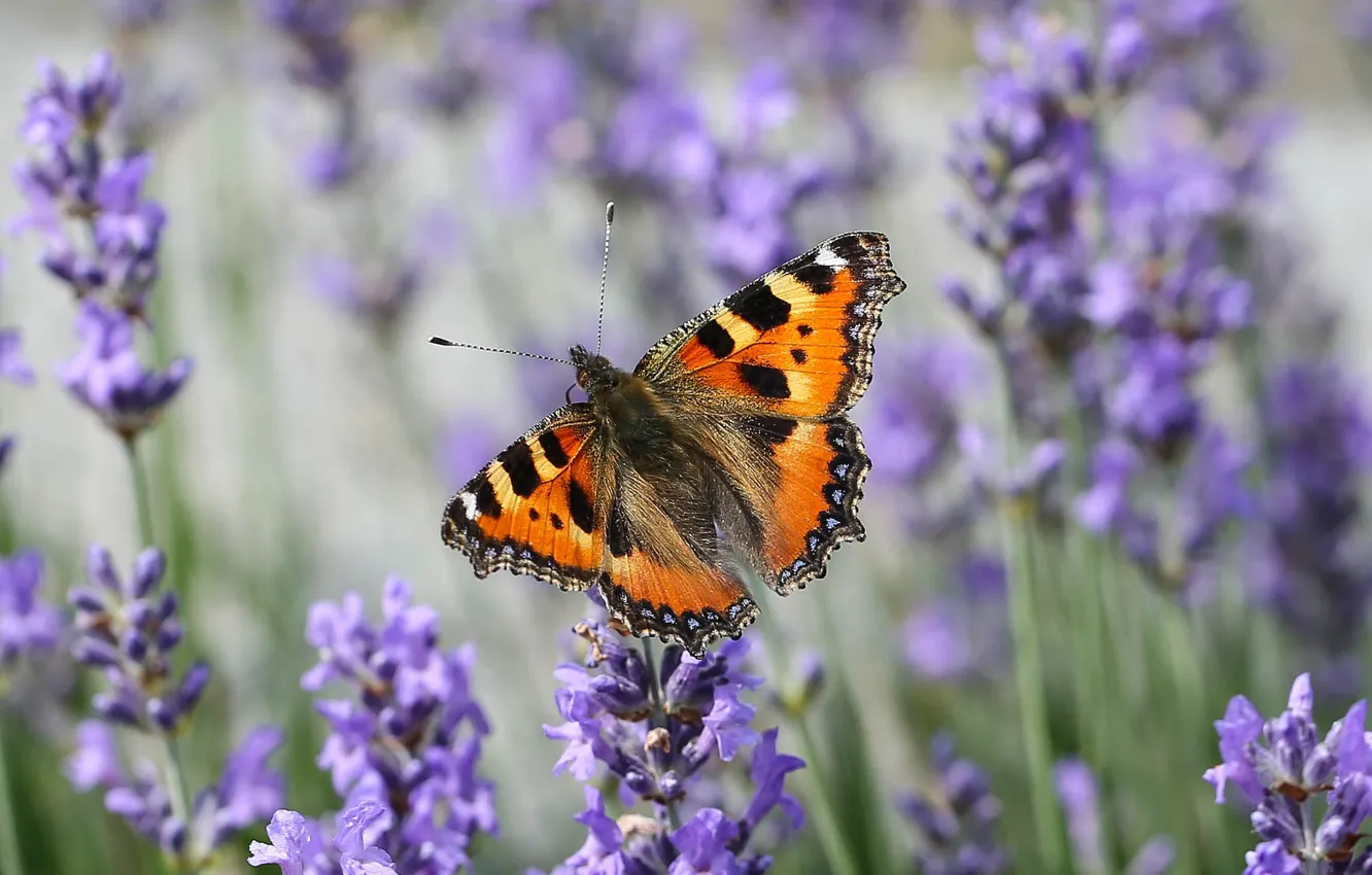 Photo wallpaper butterfly, wings, lavender