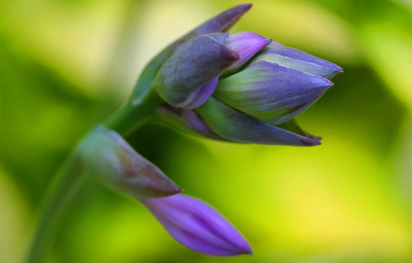 Photo wallpaper leaves, flowers, nature, plant, petals, stem