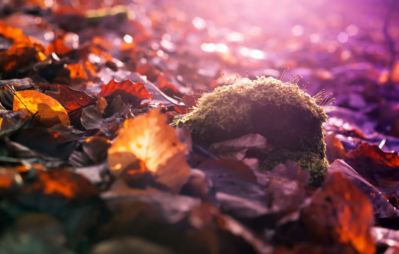 Photo wallpaper autumn, leaves, macro