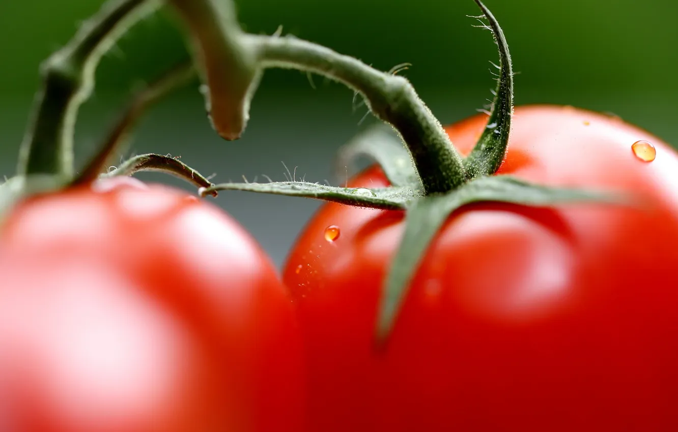 Photo wallpaper macro, vegetables, tomatoes