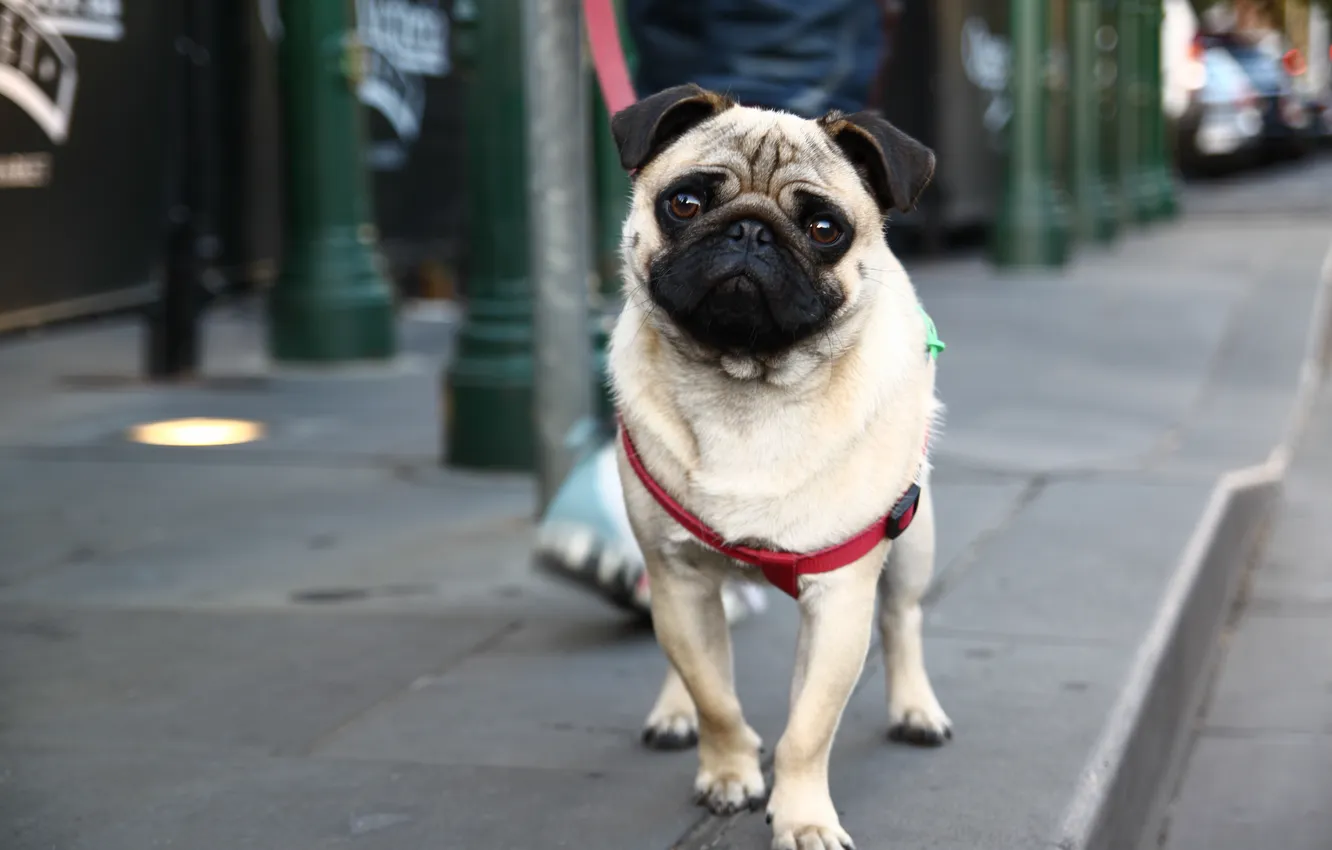 Photo wallpaper each, street, dog, pug