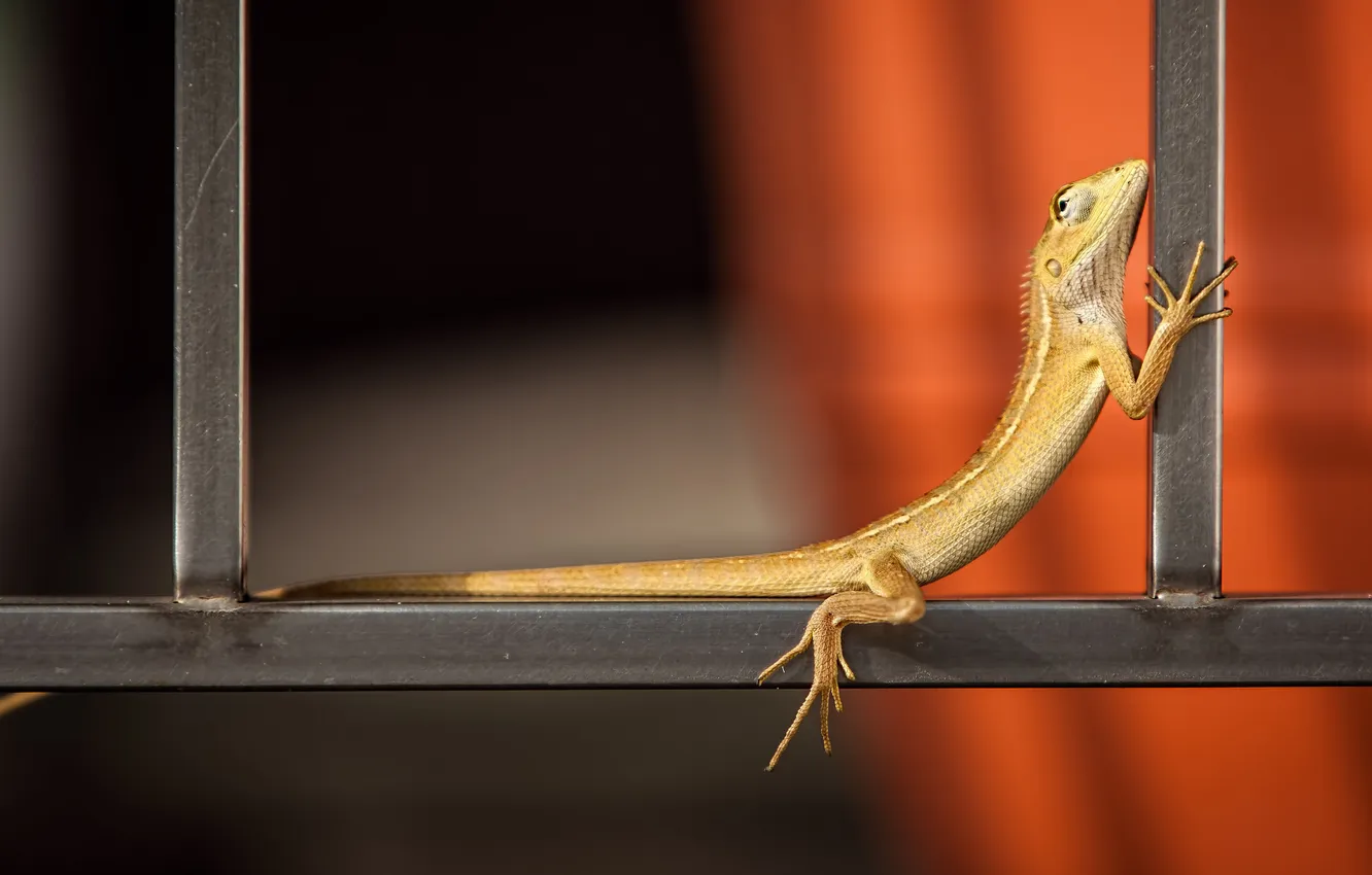 Photo wallpaper lizard, resting, heated