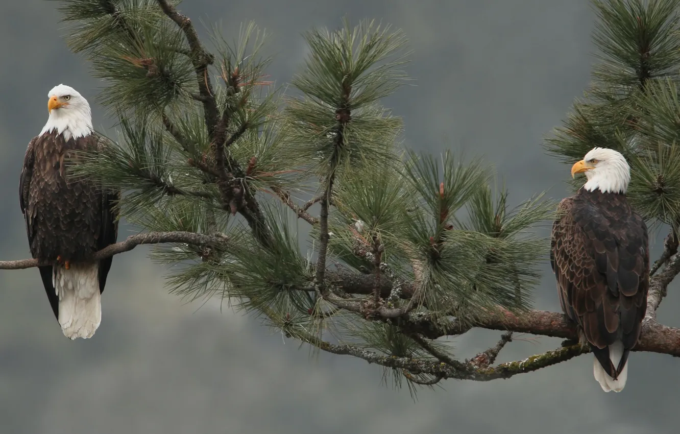 Photo wallpaper branches, bird, bald eagle