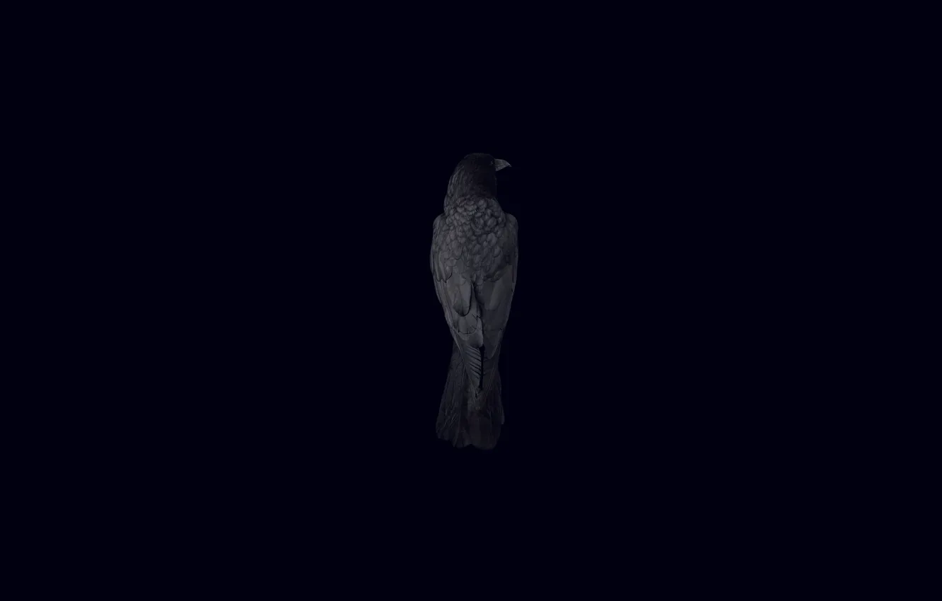 Photo wallpaper bird, Raven, black background