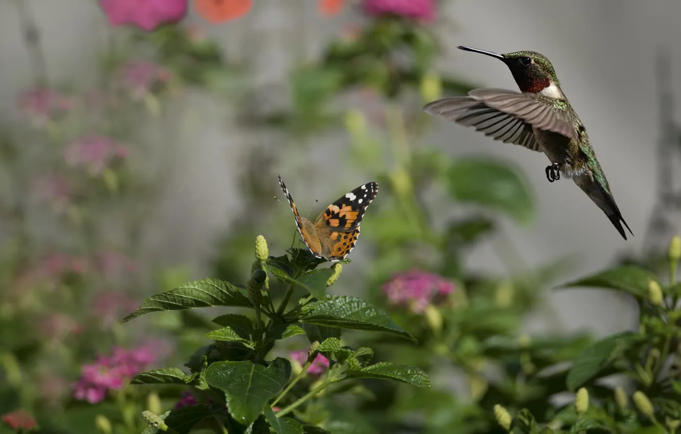 Photo wallpaper flowers, bird, butterfly, Hummingbird, insect, Sunny