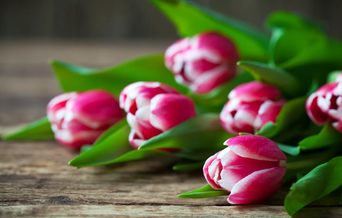 Photo wallpaper flowers, Board, spring, tulips