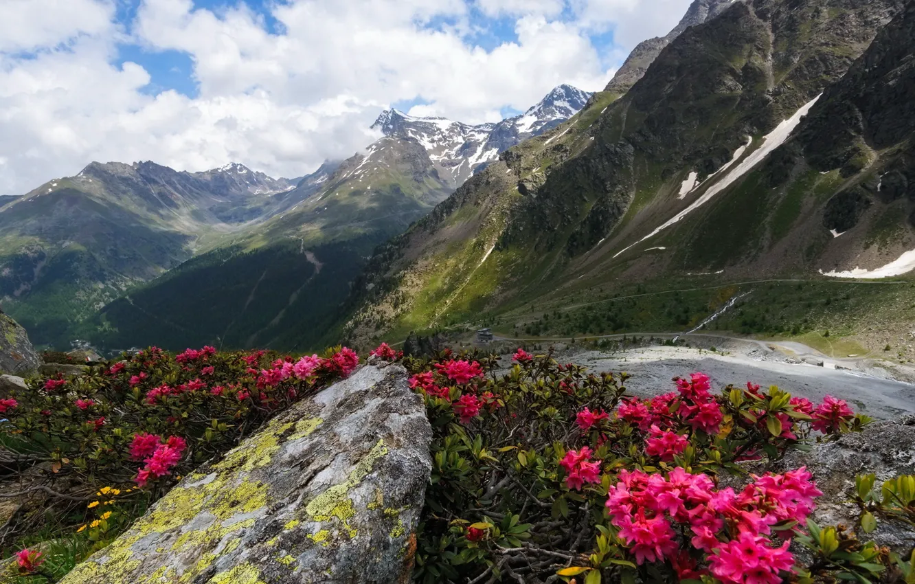 Photo wallpaper landscape, flowers, mountains