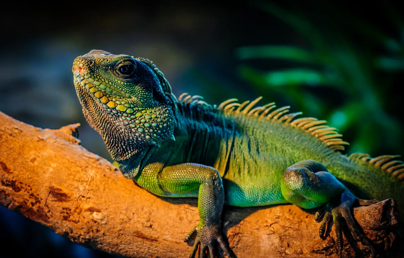 Photo wallpaper trees, green, iguana