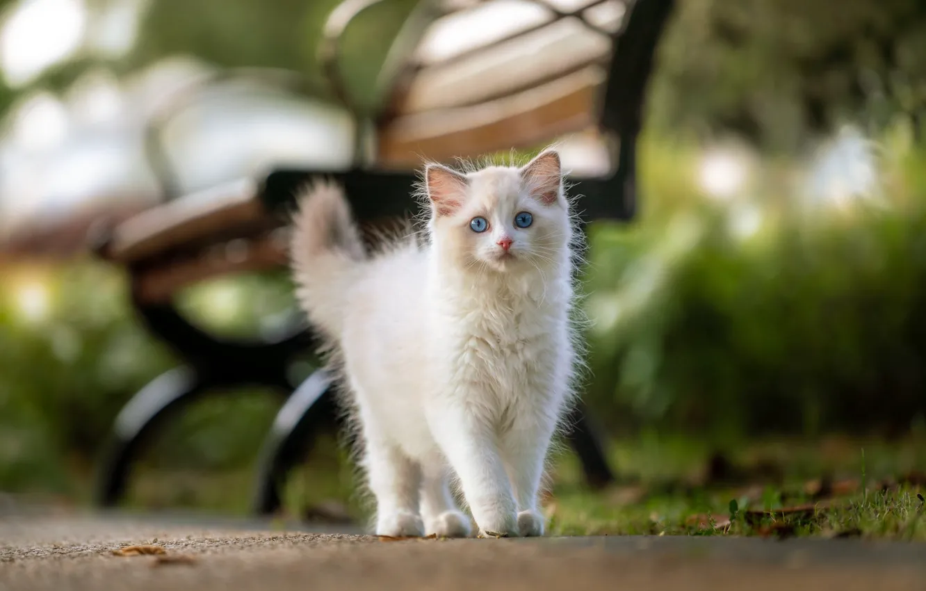 Photo wallpaper cat, white, look, bench, nature, Park, shop, walk