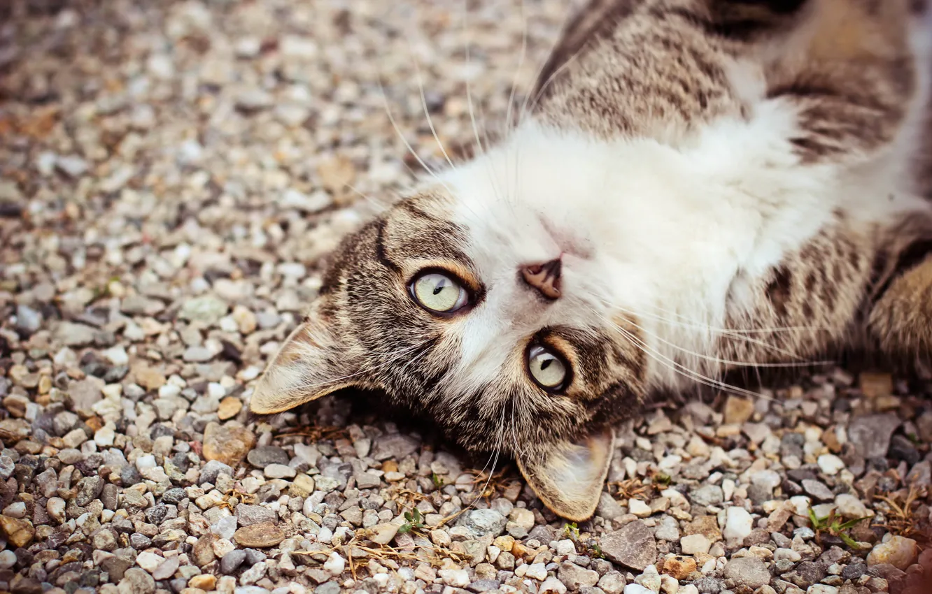 Photo wallpaper cat, eyes, cat, look, face, pebbles