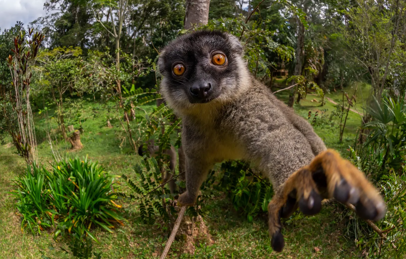 Photo wallpaper forest, look, face, trees, paw, lemur, view