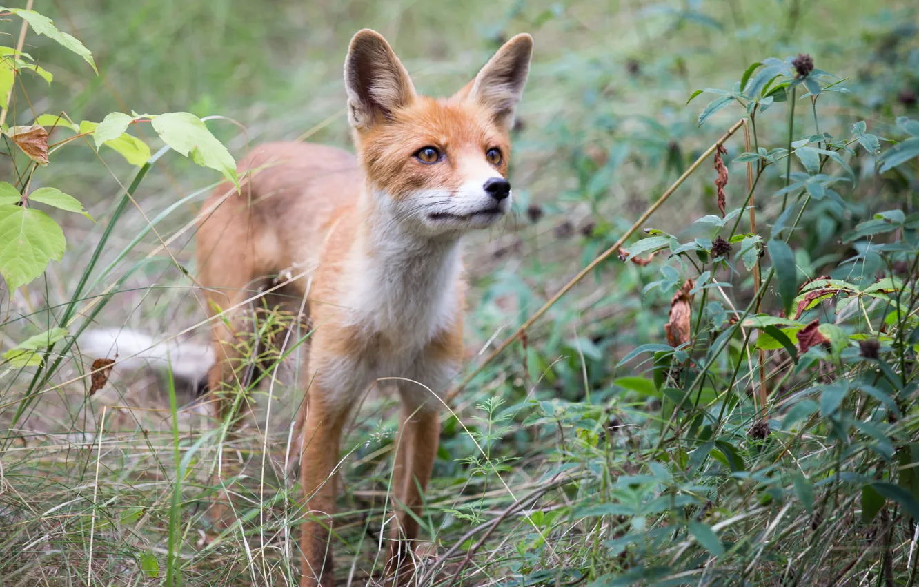 Photo wallpaper nature, background, Fox