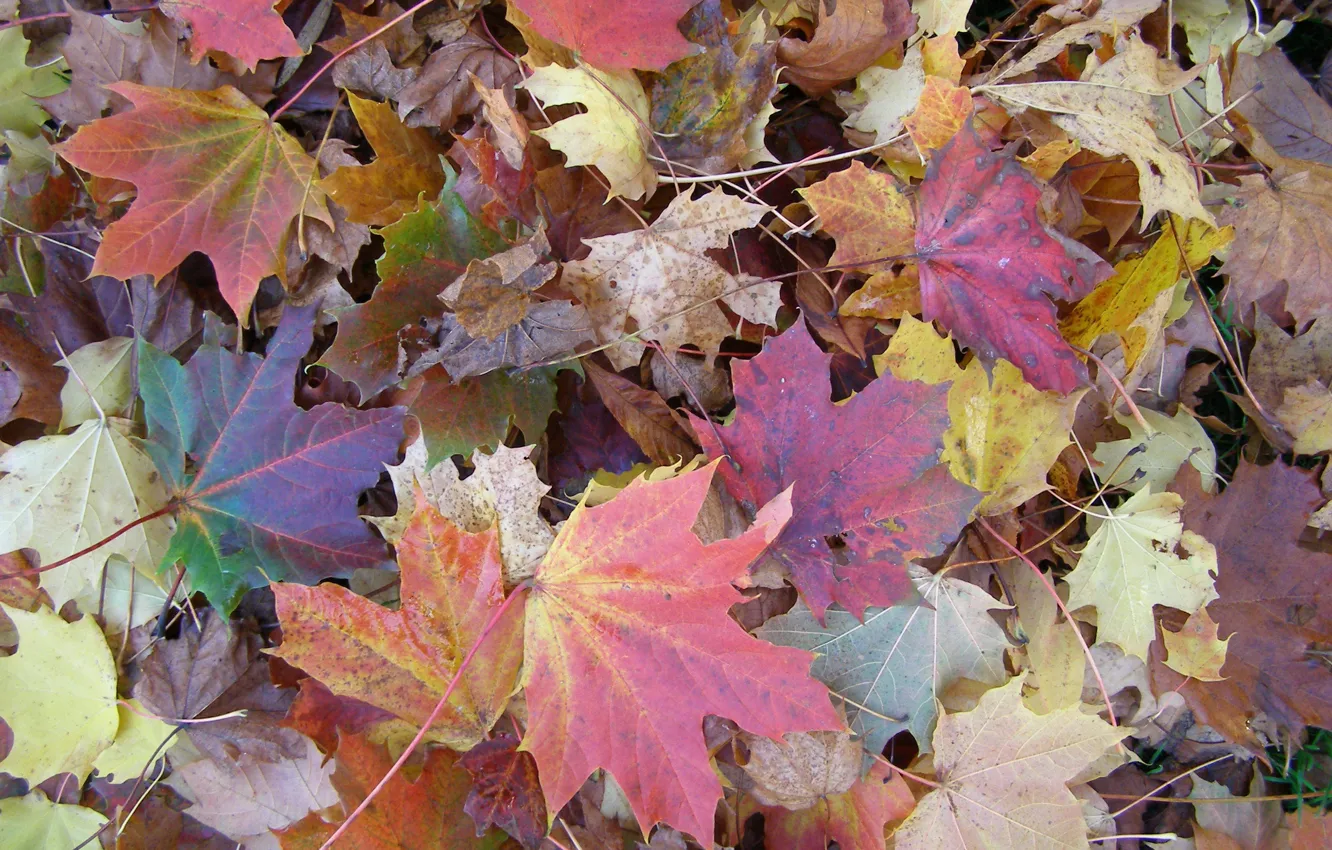 Photo wallpaper autumn, leaves, colorful