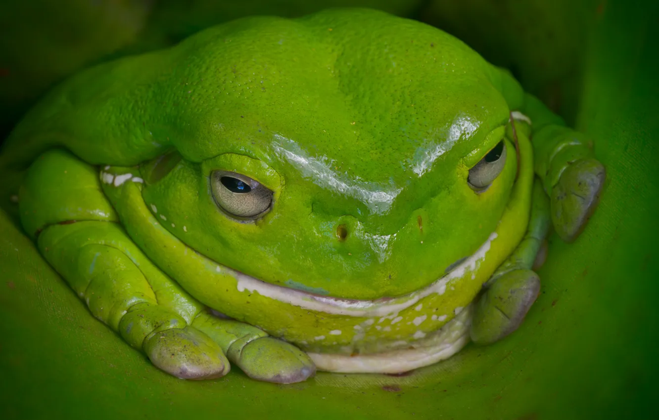 Photo wallpaper frog, Australia, green