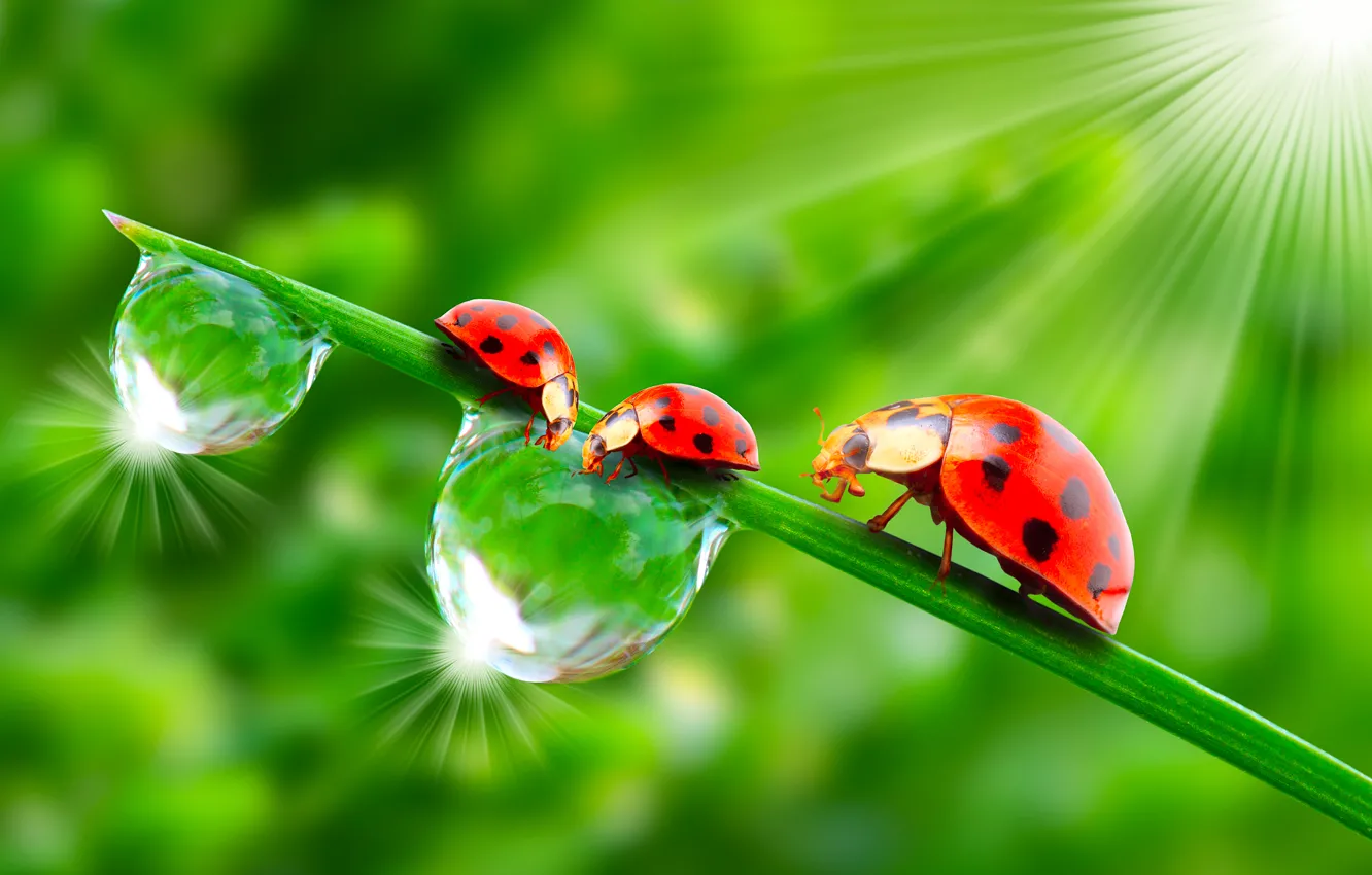 Photo wallpaper greens, the sun, drops, macro, insects, Rosa, rendering, ladybugs