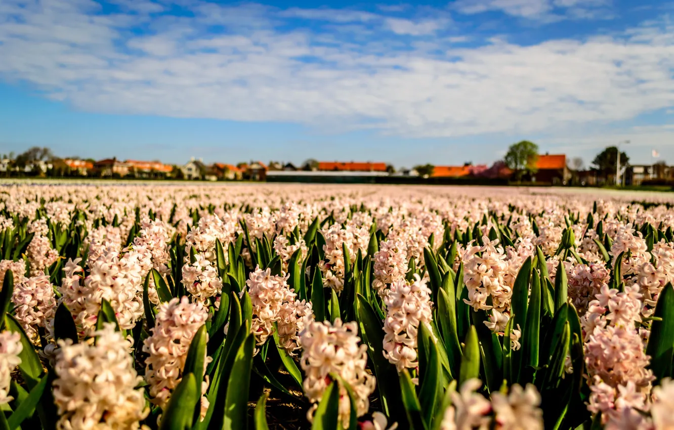 Photo wallpaper flowers, spring, plantation, hyacinths