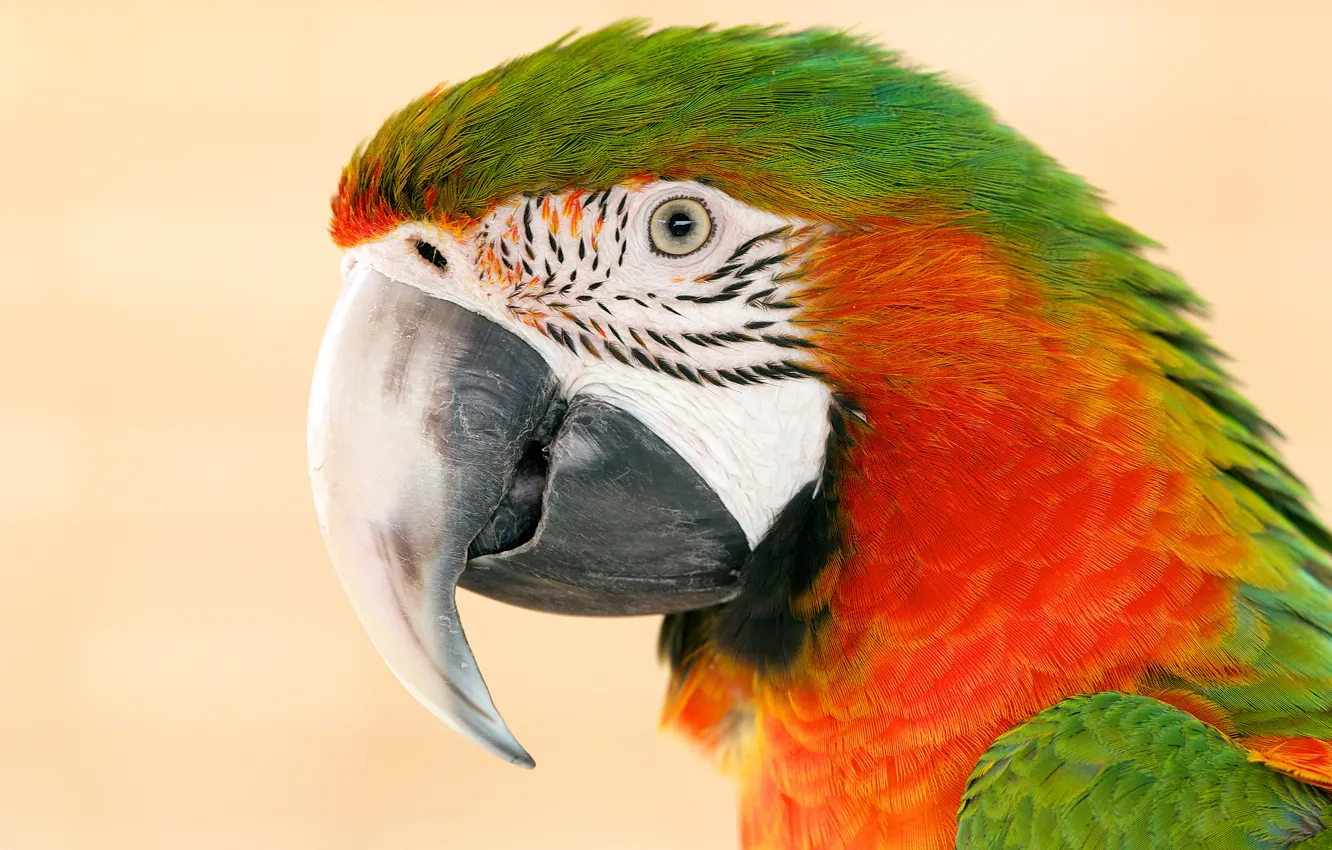 Photo wallpaper bright, head, beak, parrot