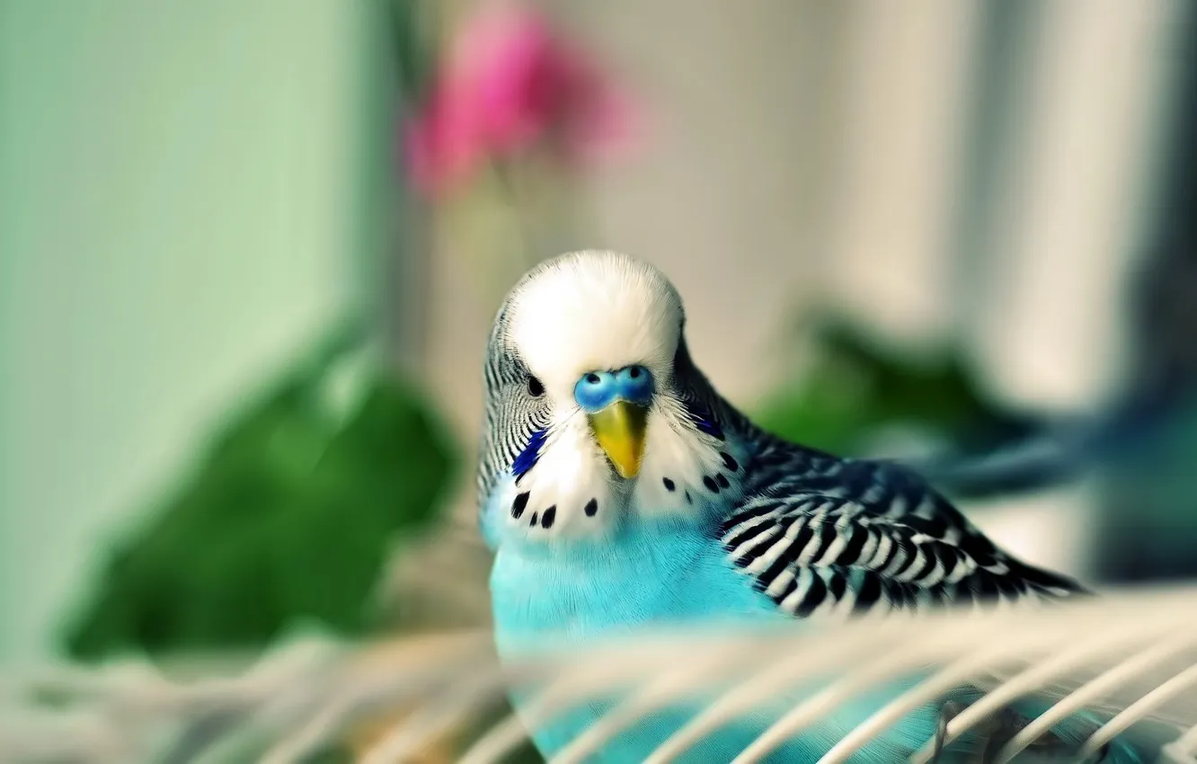 Photo wallpaper bird, wavy parrot, parrot, background