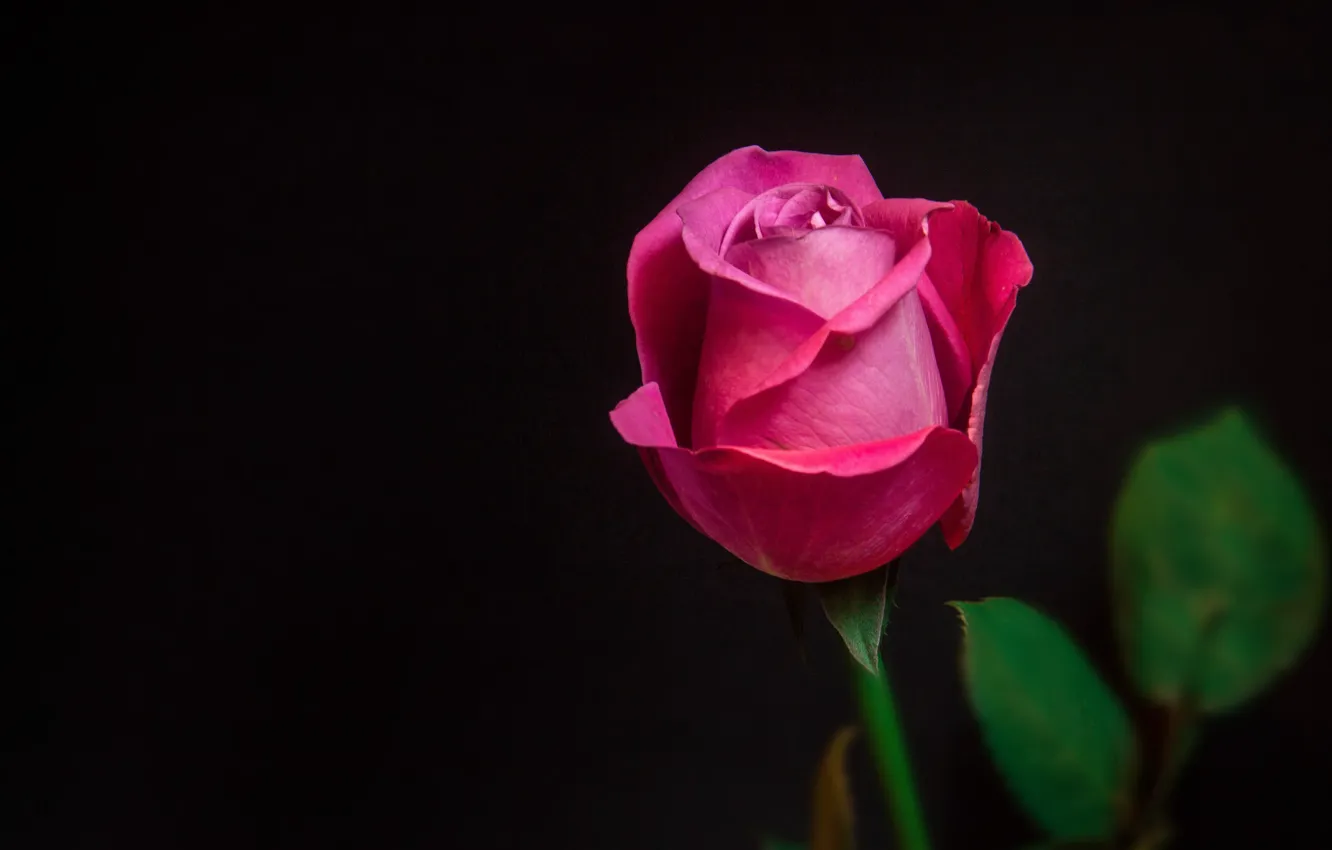 Photo wallpaper rose, Bud, raspberry