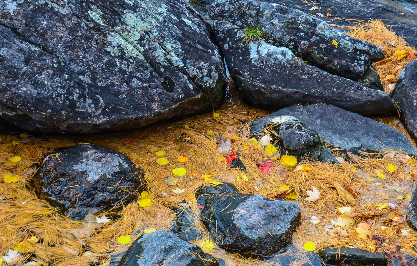Photo wallpaper autumn, leaves, water, stream, stones