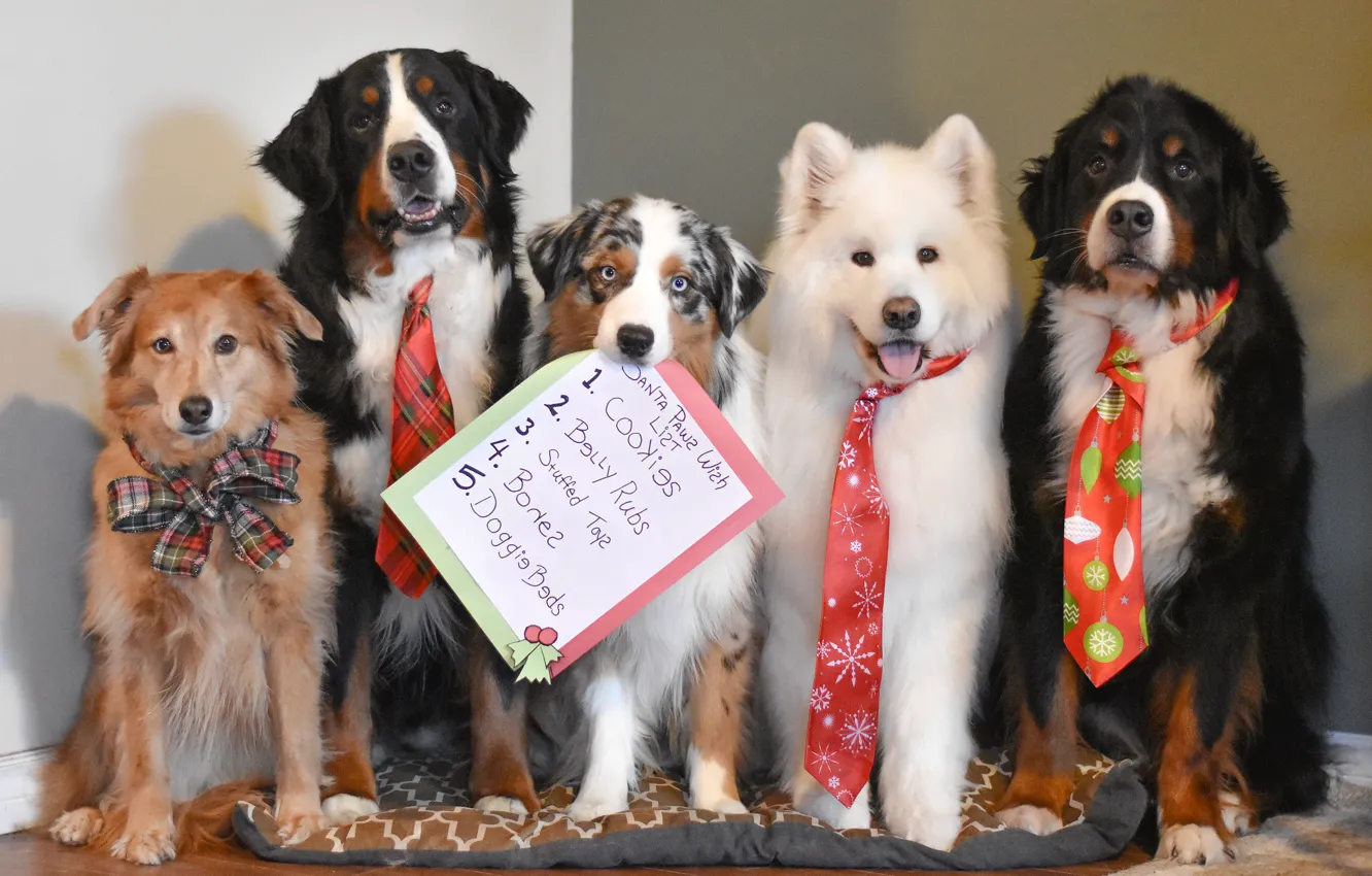 Photo wallpaper Bernese mountain dog, each, sitting, dog, list, look, paper, together