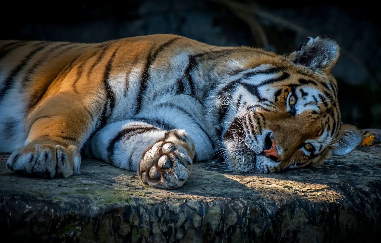Photo wallpaper look, face, tiger, pose, the dark background, stay, stone, paws