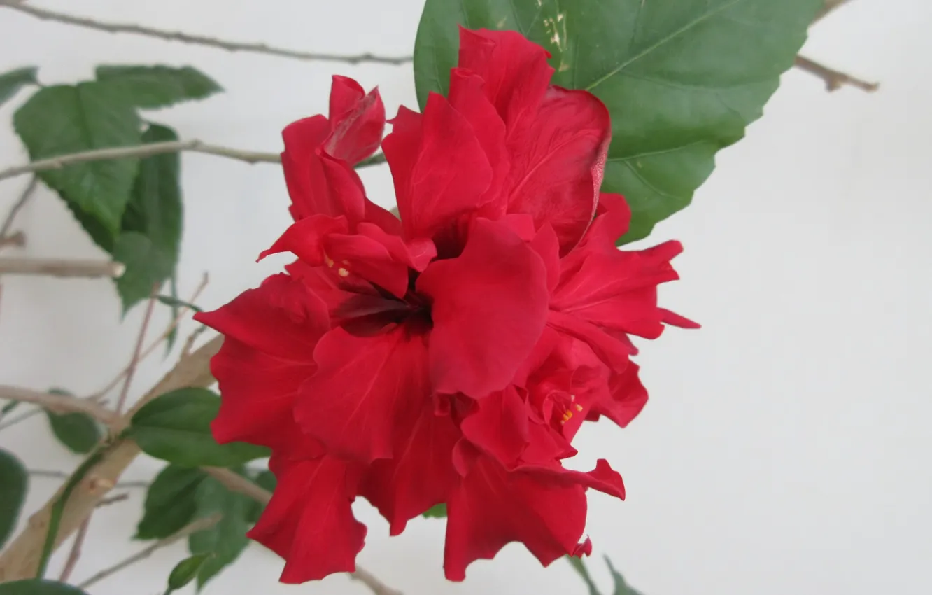 Photo wallpaper Red, Flower, Hibiscus, Meduzanol ©, Summer 2018