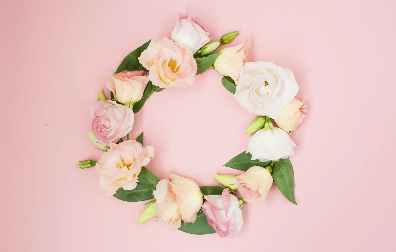 Photo wallpaper flowers, background, pink, pink, flowers, eustoma, eustoma