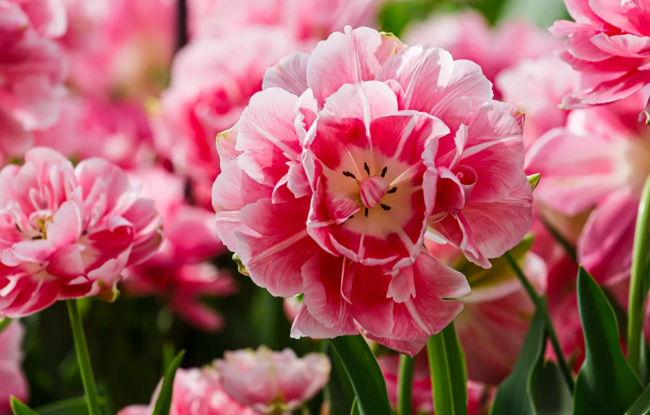 Photo wallpaper macro, flowers, spring, tulips, pink, bokeh, Terry