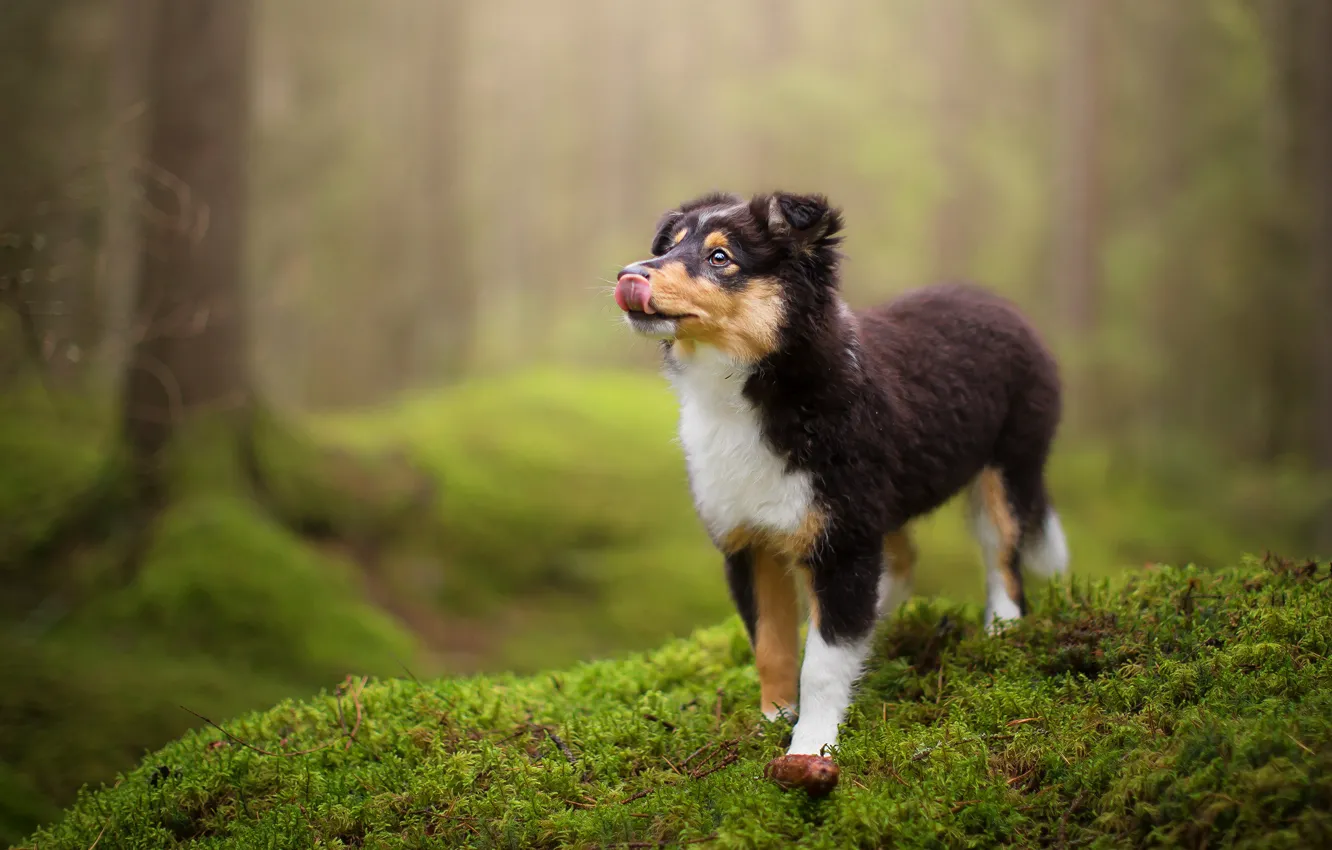 Photo wallpaper forest, language, look, nature, pose, green, background, moss