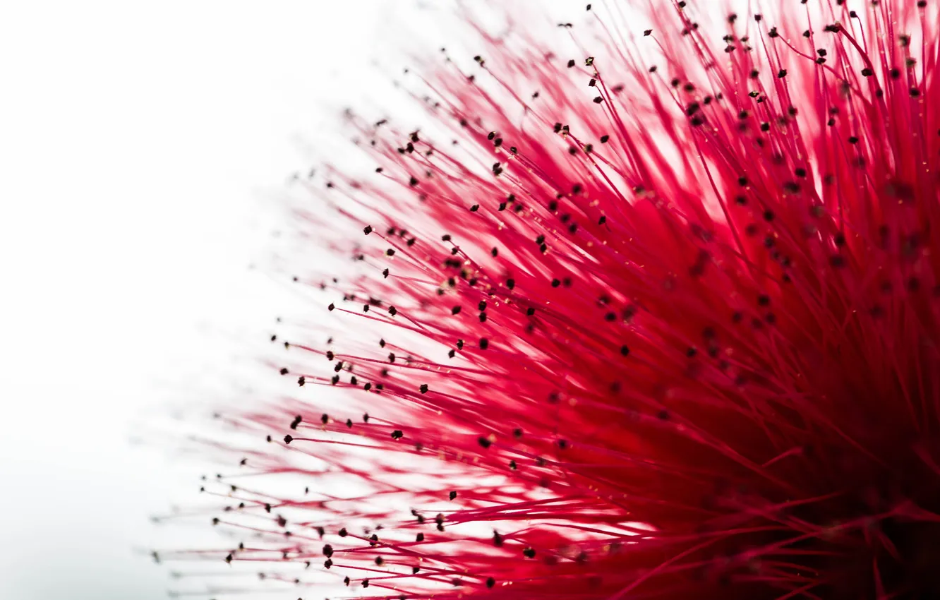 Photo wallpaper macro, flowers, background