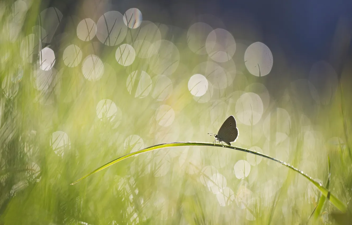 Photo wallpaper summer, grass, glare, butterfly, a blade of grass