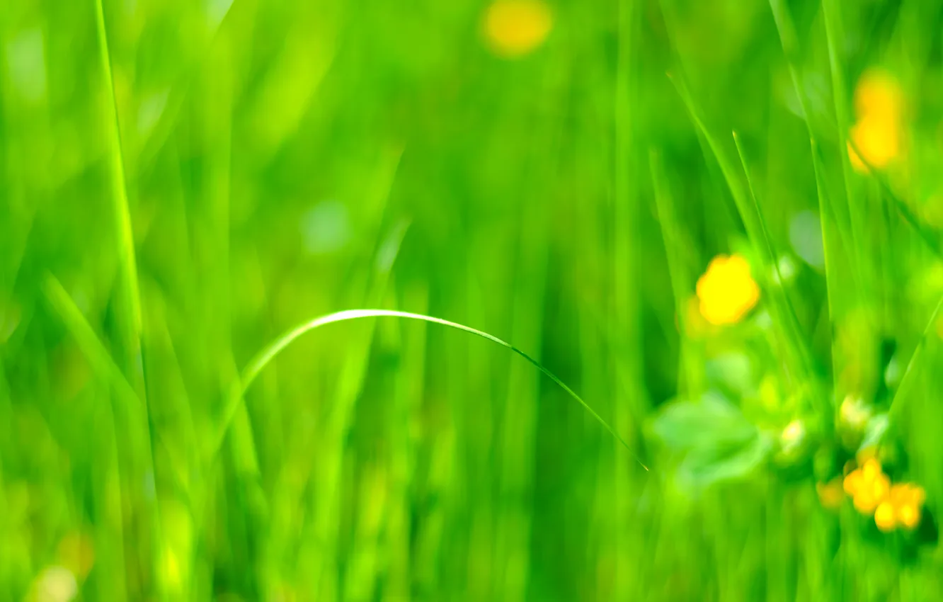 Photo wallpaper field, grass, flowers, meadow