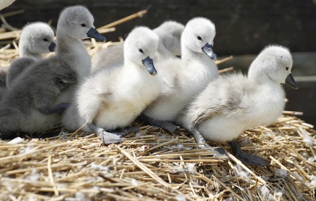 Photo wallpaper baby, straw, little gray goslings