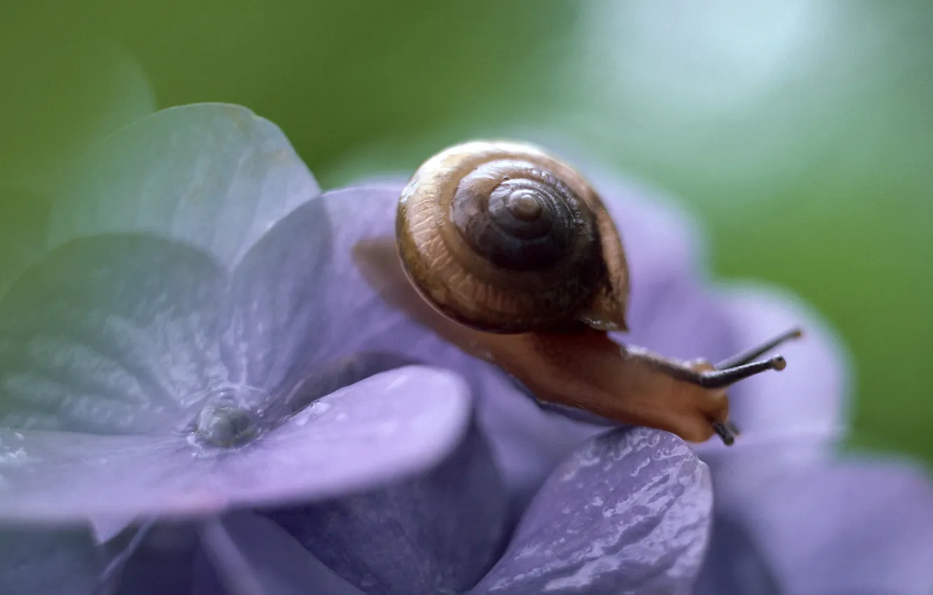 Photo wallpaper macro, flowers, snail